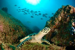 Actividad - Tour de buceo certificado