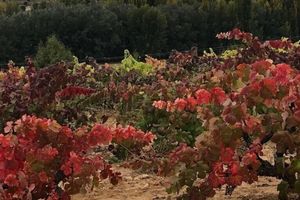 Alojamiento - SeÃ±orio de Velez