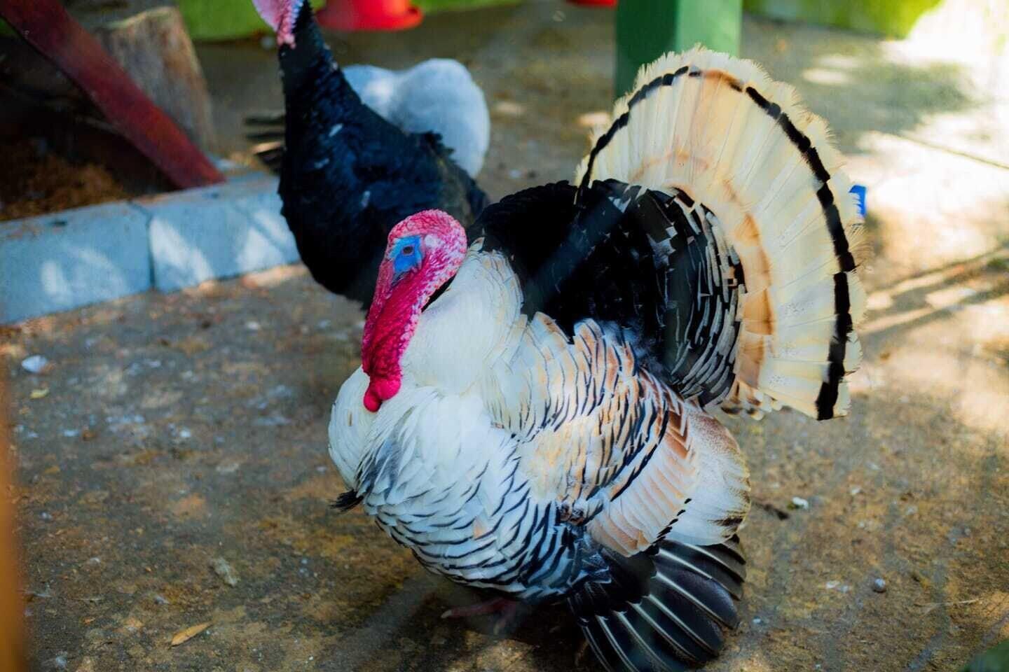 Comodidades del Alojamiento Hotel Fazenda Costelão