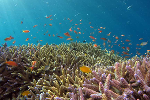 Actividad - Snorkel en Bahías de Huatulco