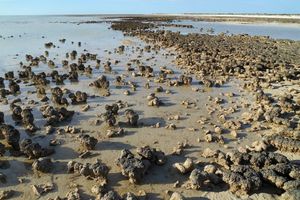 Alojamiento - Hamelin Pool Caravan Park