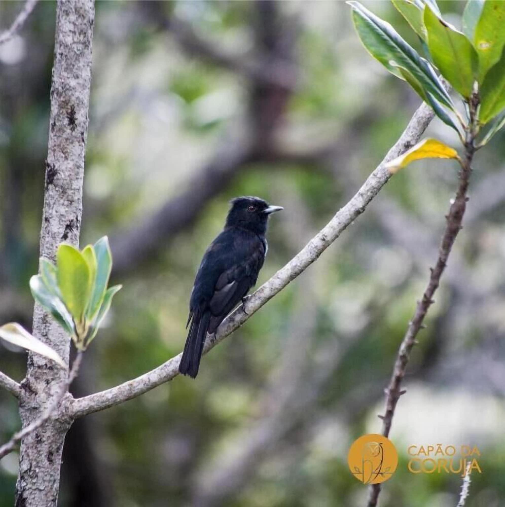 Varios Pousada Capão da Coruja