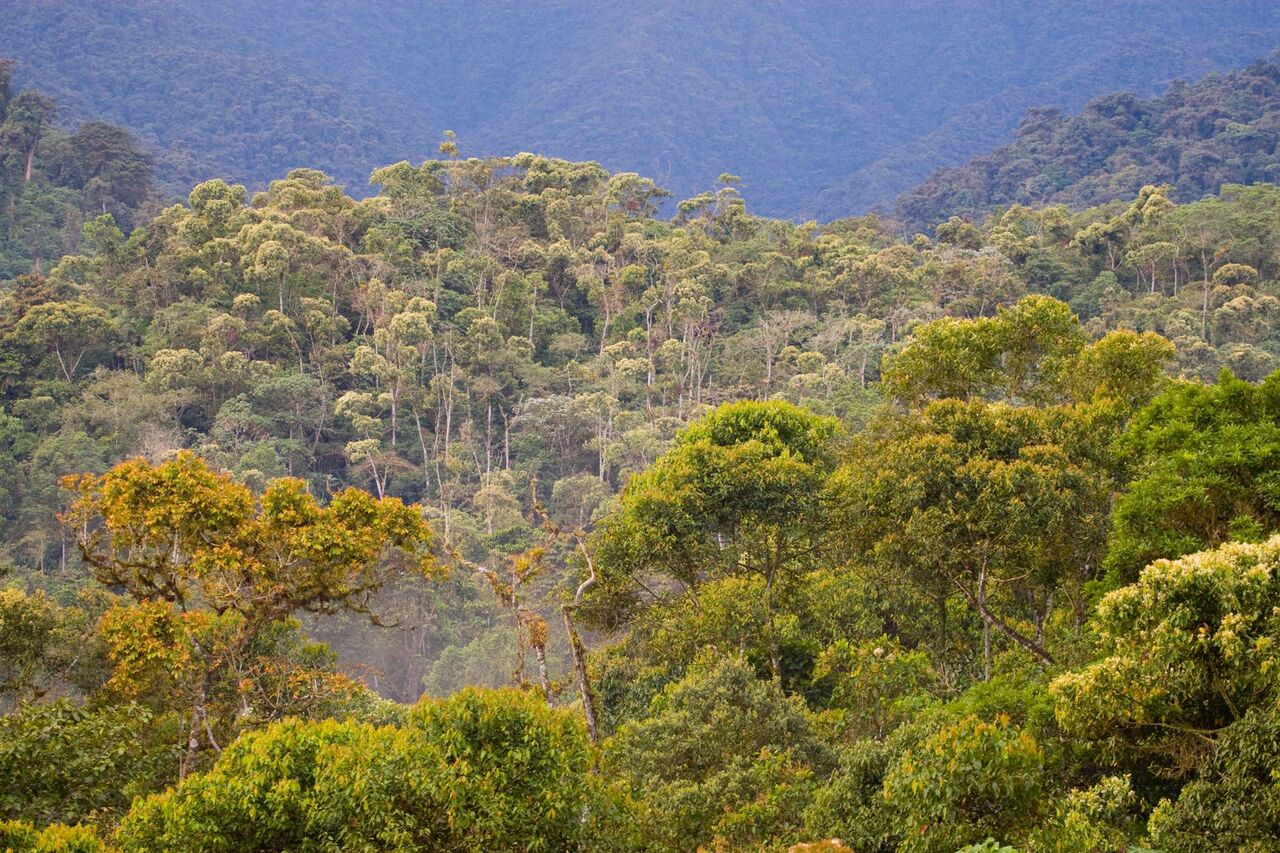Varios Maquipucuna Reserve & Ecolodge