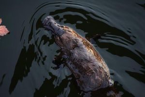 Actividad - Canberra Wildlife and Birds - Half-Day Tour