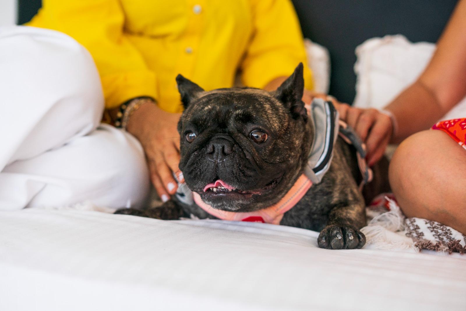 Pet friendly Hotel La Gran Vía