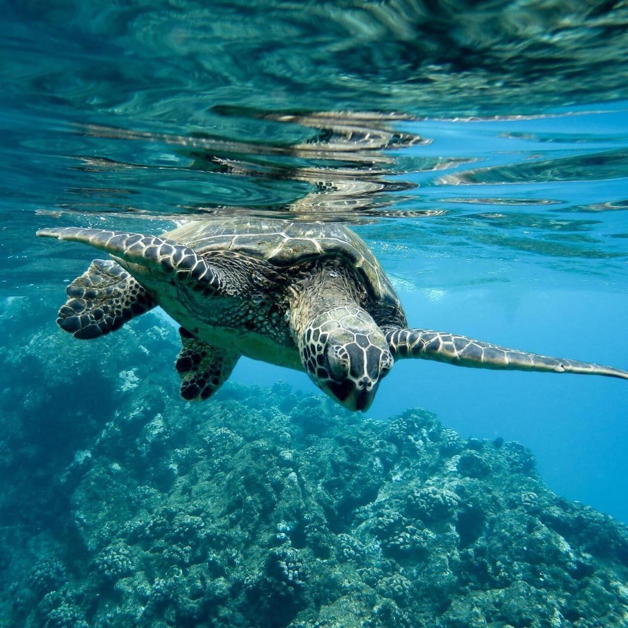 Playa Reef Garden Polhena