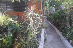 Alquiler Vacacional - Discover Haitian culture thtough House in the garden!Best place to stay for  enjoying the Haitian visual art.
