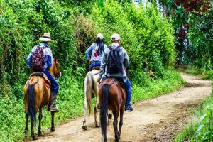 Actividad - Descubra el Valle del Cocora y Paseo a Caballo en Salento - Excursión Privada de Día Completo