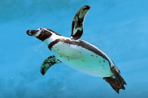 Actividad - Acuario y zoológico submarino de Emaar