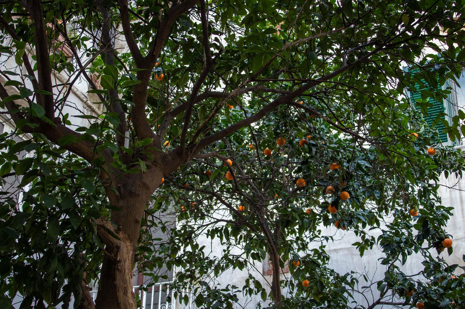 Varios Le Stanze del Vicere'