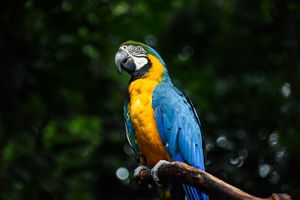 Actividad - Iguazú Argentina, las mejores excursiones