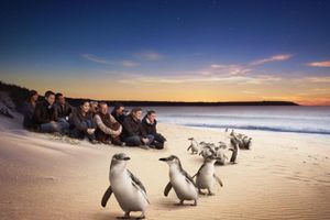Actividad - Santuario de Healesville y excursión ecológica por Phillip Island