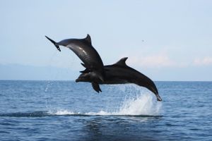 Actividad - Wild Dolphins Encounter & Snorkeling