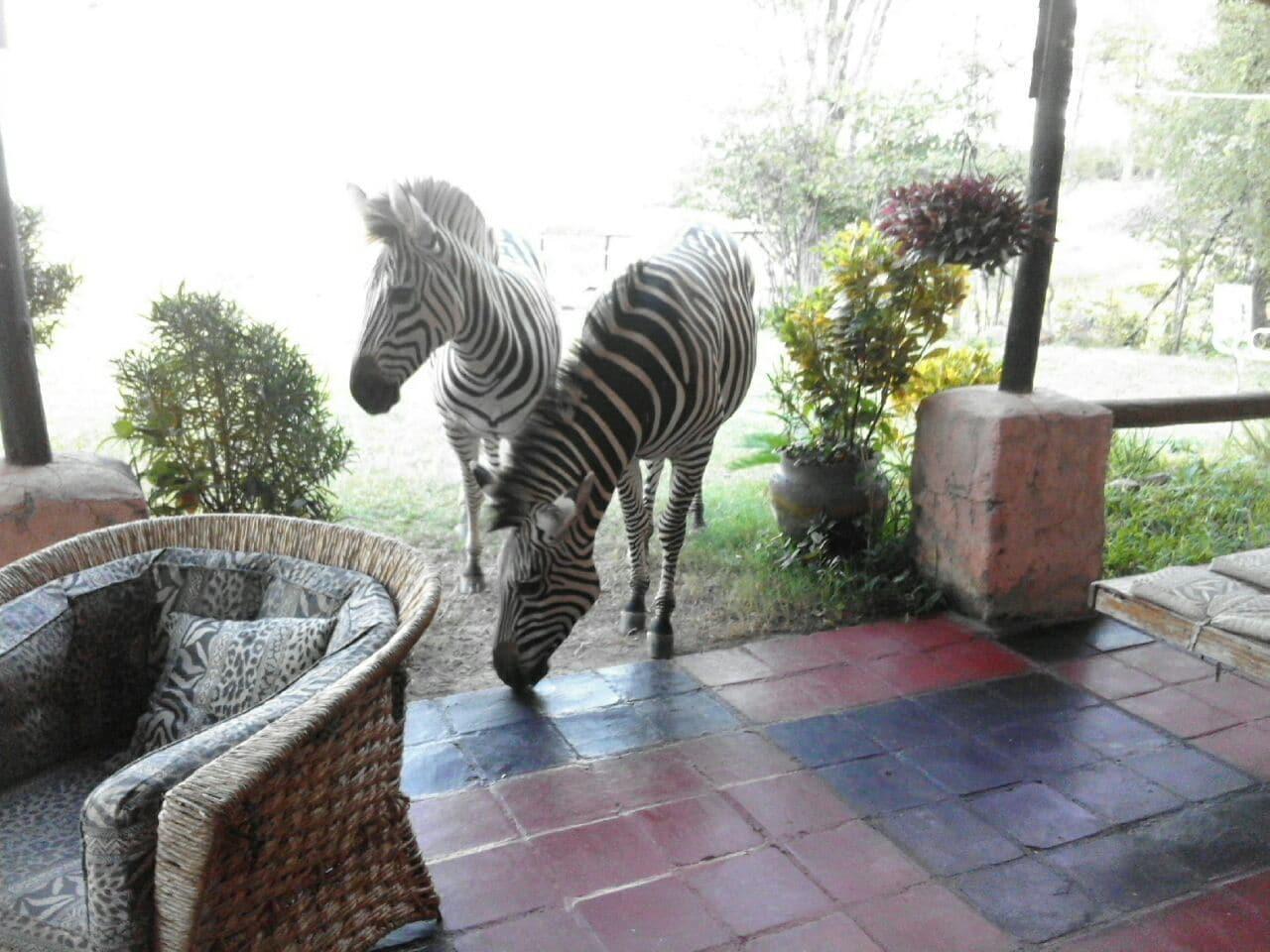 Restaurant Warthogs Safari Camp