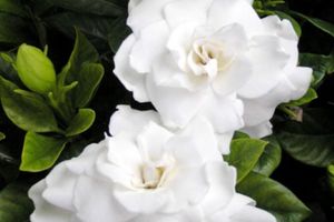 Alquiler Vacacional - Majestic Blue Bay Of Cancun