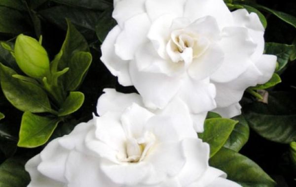 Majestic Blue Bay Of Cancun - Hoteles cerca de Playa Tortugas en Cancún