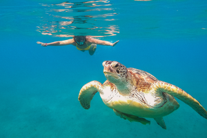 Actividad - Snorkel en Santuario de Tortugas y Arrecife