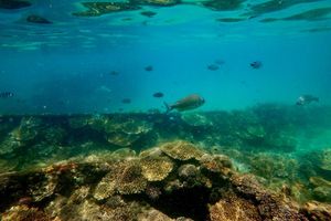 Actividad - Excursión de un día completo a los pecios de Moreton Island desde Moreton Island