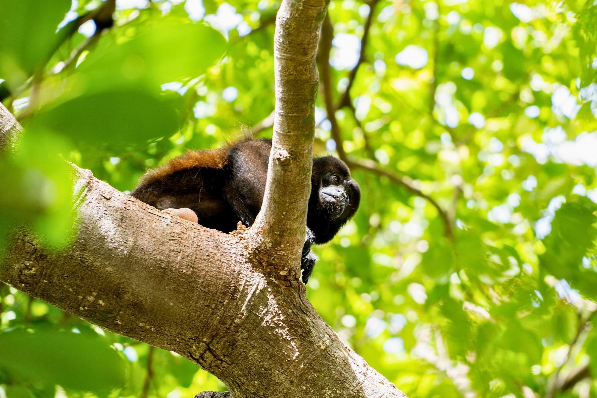 Comodidades del Alojamiento Antema Lodge