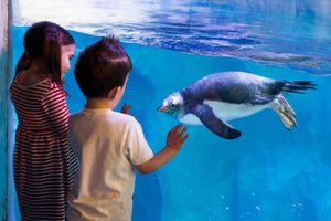 Actividad - Centro de Descubrimiento LEGOLAND y SEA LIFE Birmingham