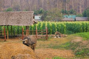 Alojamiento - Karen Eco Lodge