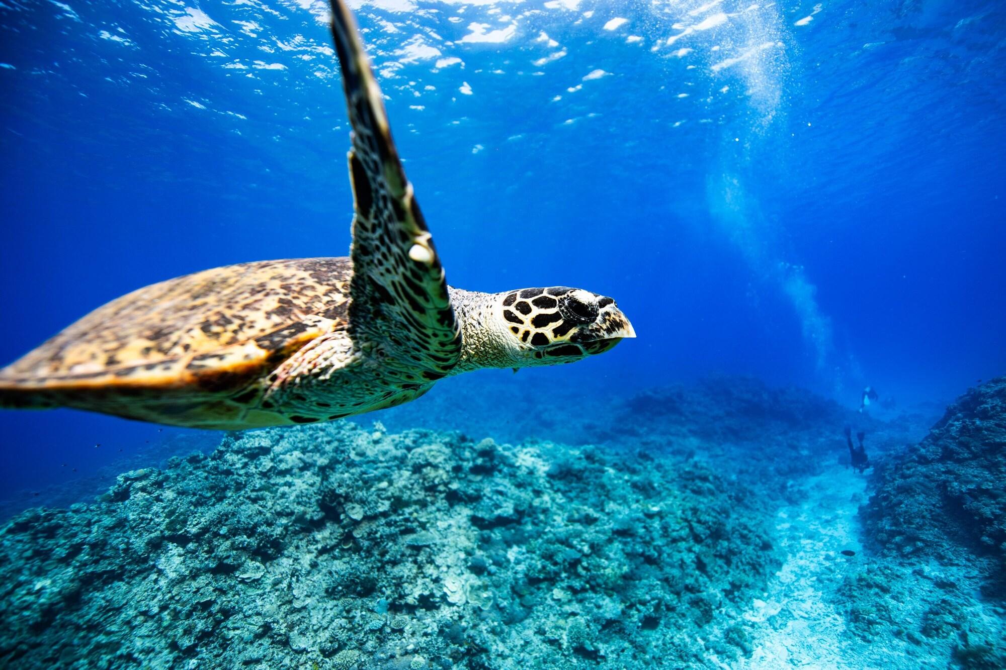 Instalaciones Recreativas St.maire ZAMAMI