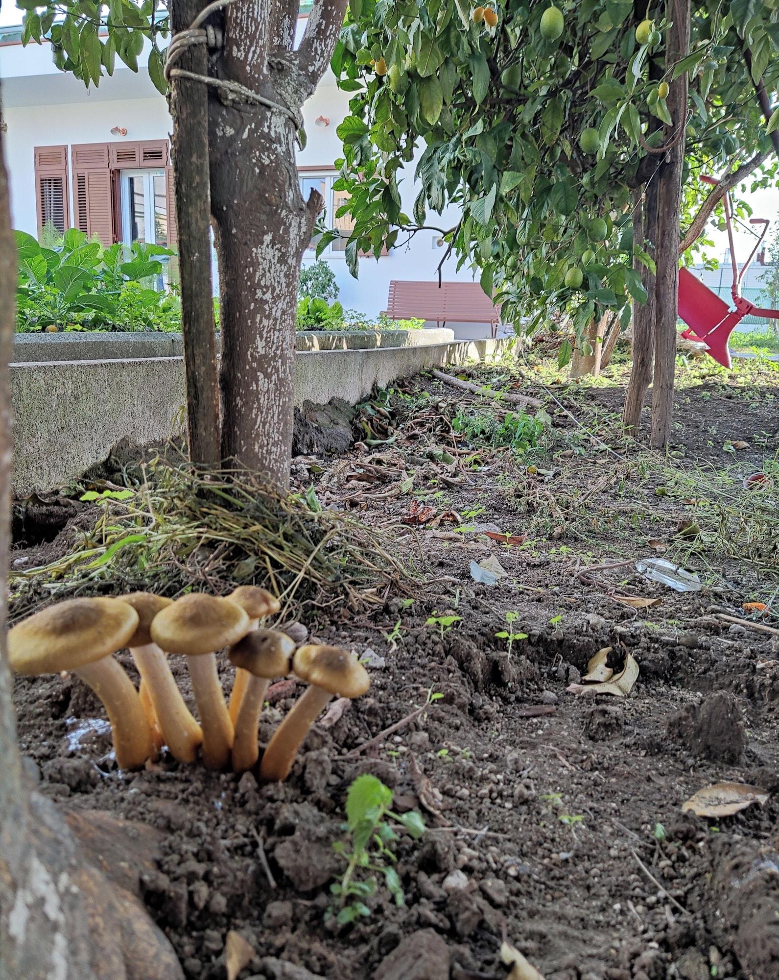 Vista Exterior Antoniet