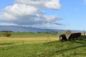 Alojamiento - Villa Walton