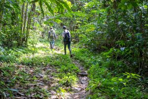 Actividad - Tour por la selva amazónica y el río Takana