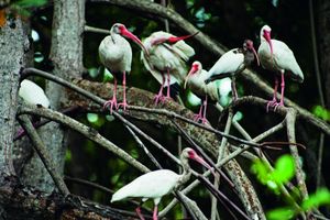 Actividad - PIK - Tours Manglares de Tumbes