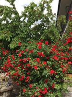 Alojamiento - B&B La Ceramica Moline