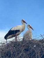 Alquiler Vacacional - "LE SESAME" Gite de charme pres de Colmar