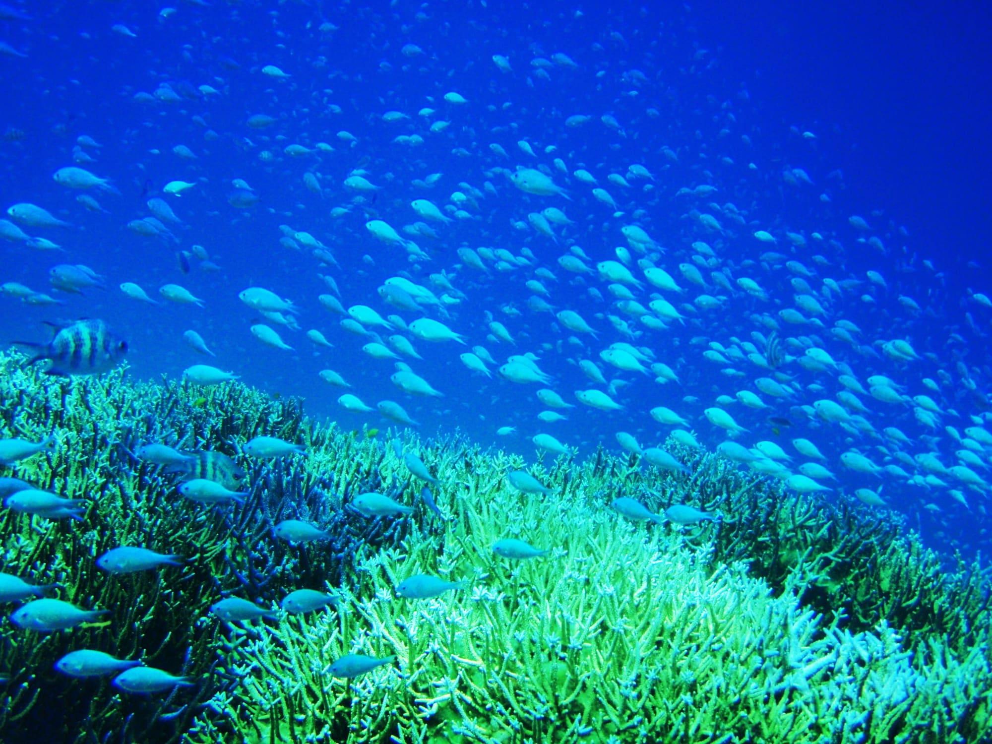 Instalaciones Recreativas Seven Colors Ishigakijima