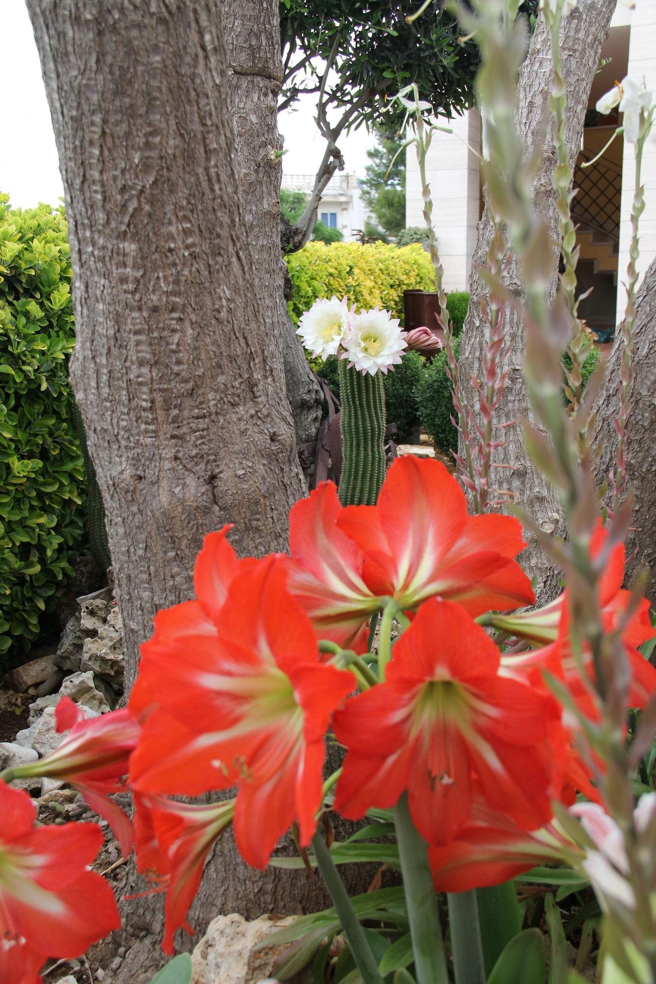 Vista Exterior La Rosa Blu Bed & Breakfast