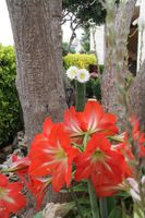 Alojamiento - La Rosa Blu Bed & Breakfast