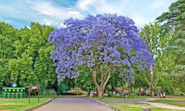 Rosebank