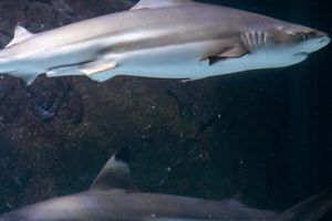 Actividad - Entrada a SEA LIFE® Manchester