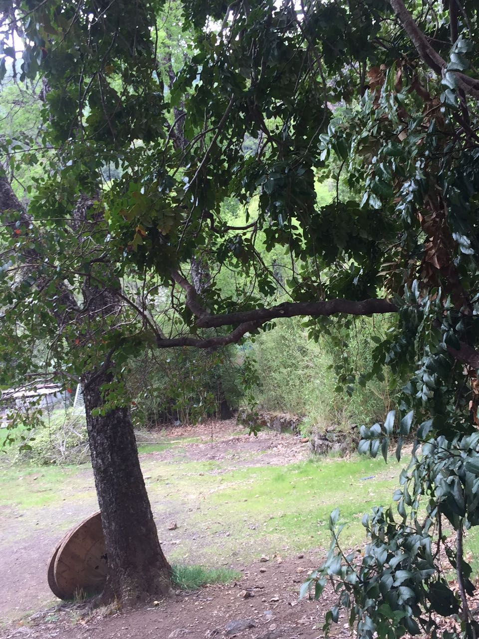 Varios Bosque Los Lleuques