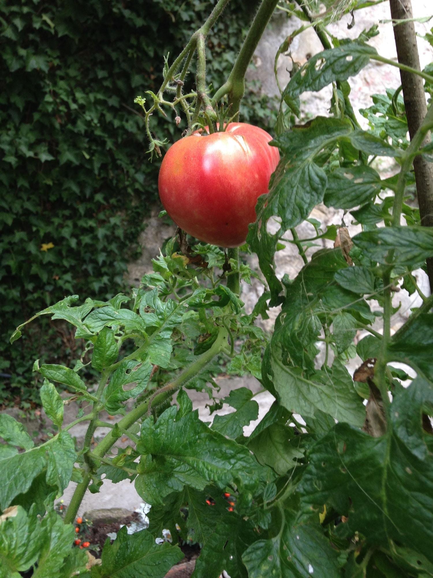Vista Exterior Palace Museum - Espaço Palmeiras