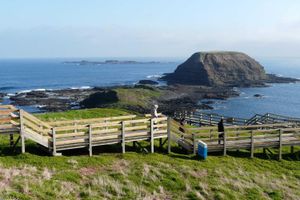 Actividad - City Tour AM + Isla Phillip y Santuario iluminado por la luna