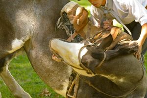 Activity - Gaucho Cultural Experience Tour