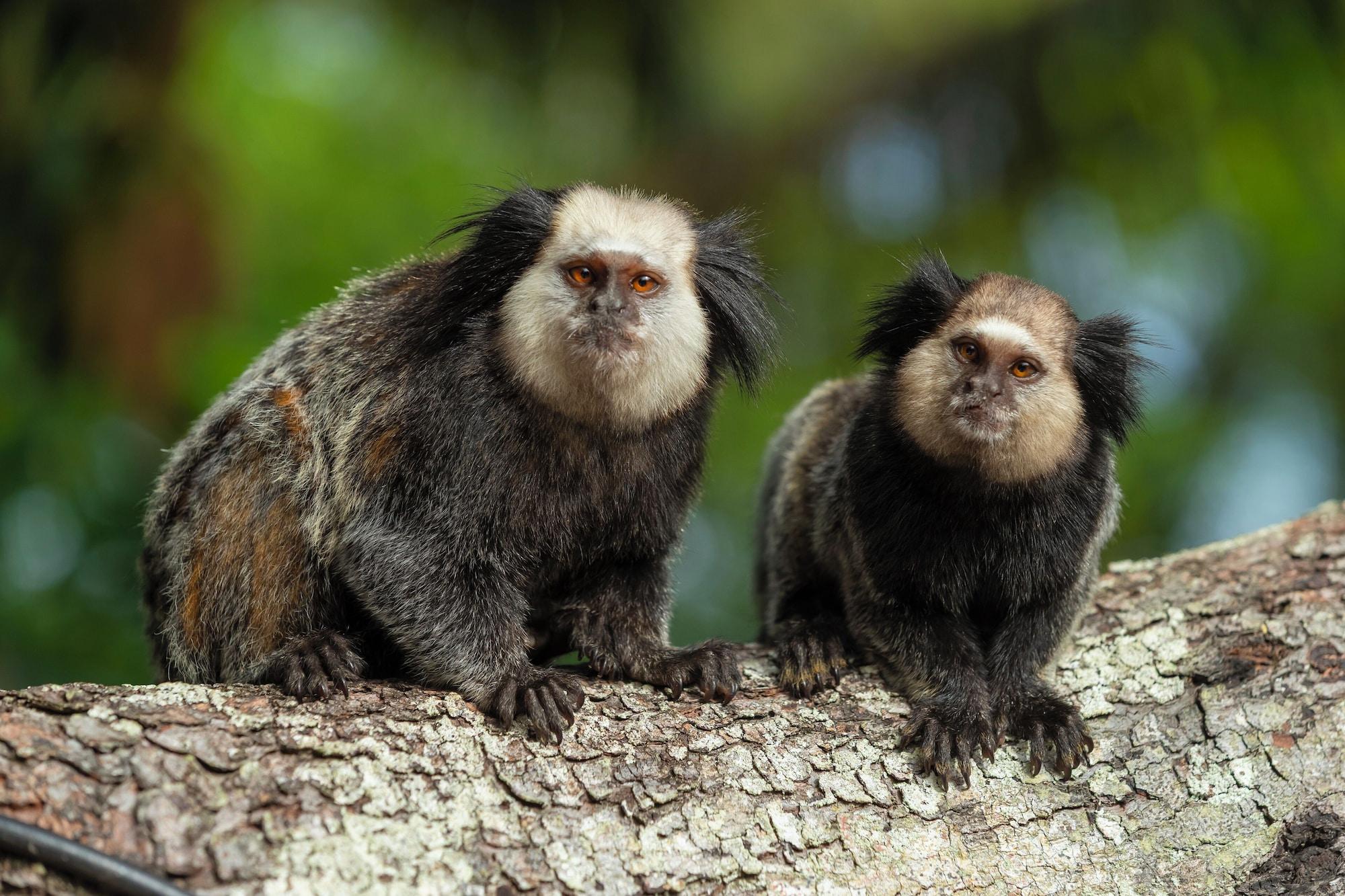 Equipamiento de Habitación Pousada Arraial Dos Sonhos