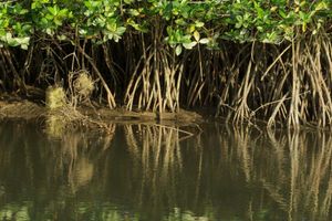 Actividad - Excursión a Tumbes