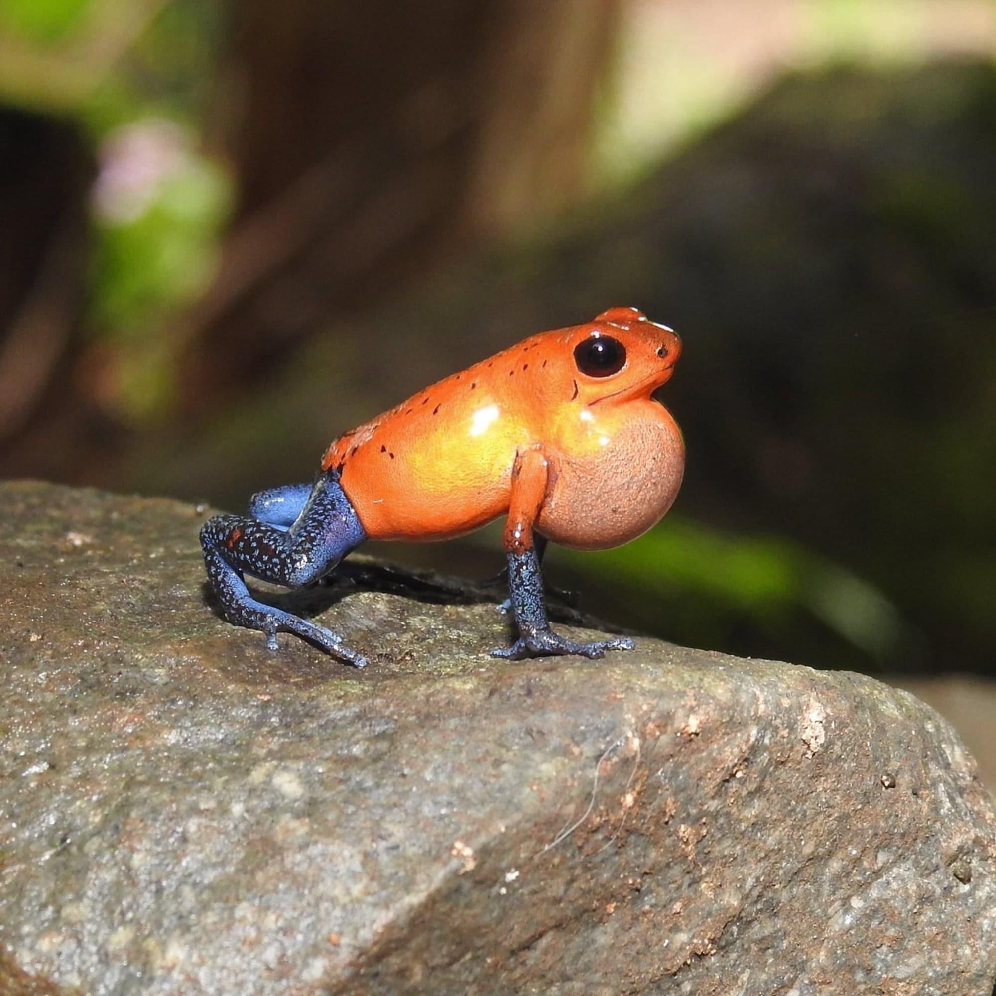 Instalaciones Recreativas Santuario de Ranas Valle Azul