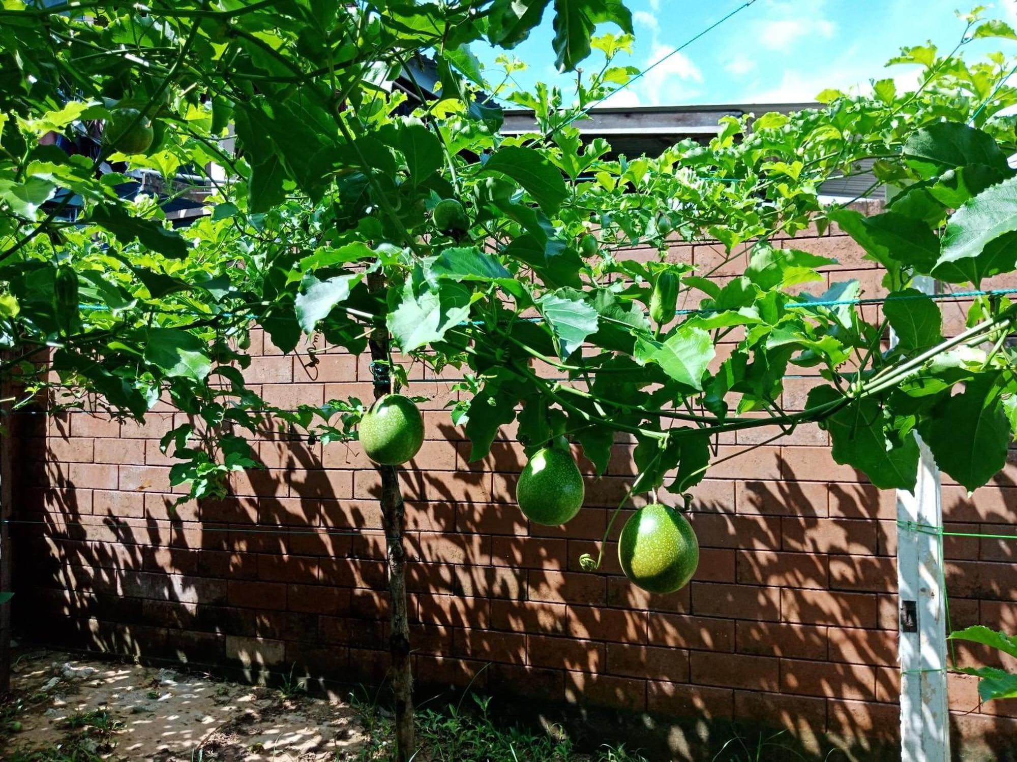 Vista Exterior Jazepuri