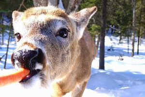 Actividad - Safari por Omega Park