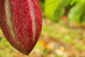 Actividad - Tour del chocolate por Guápiles