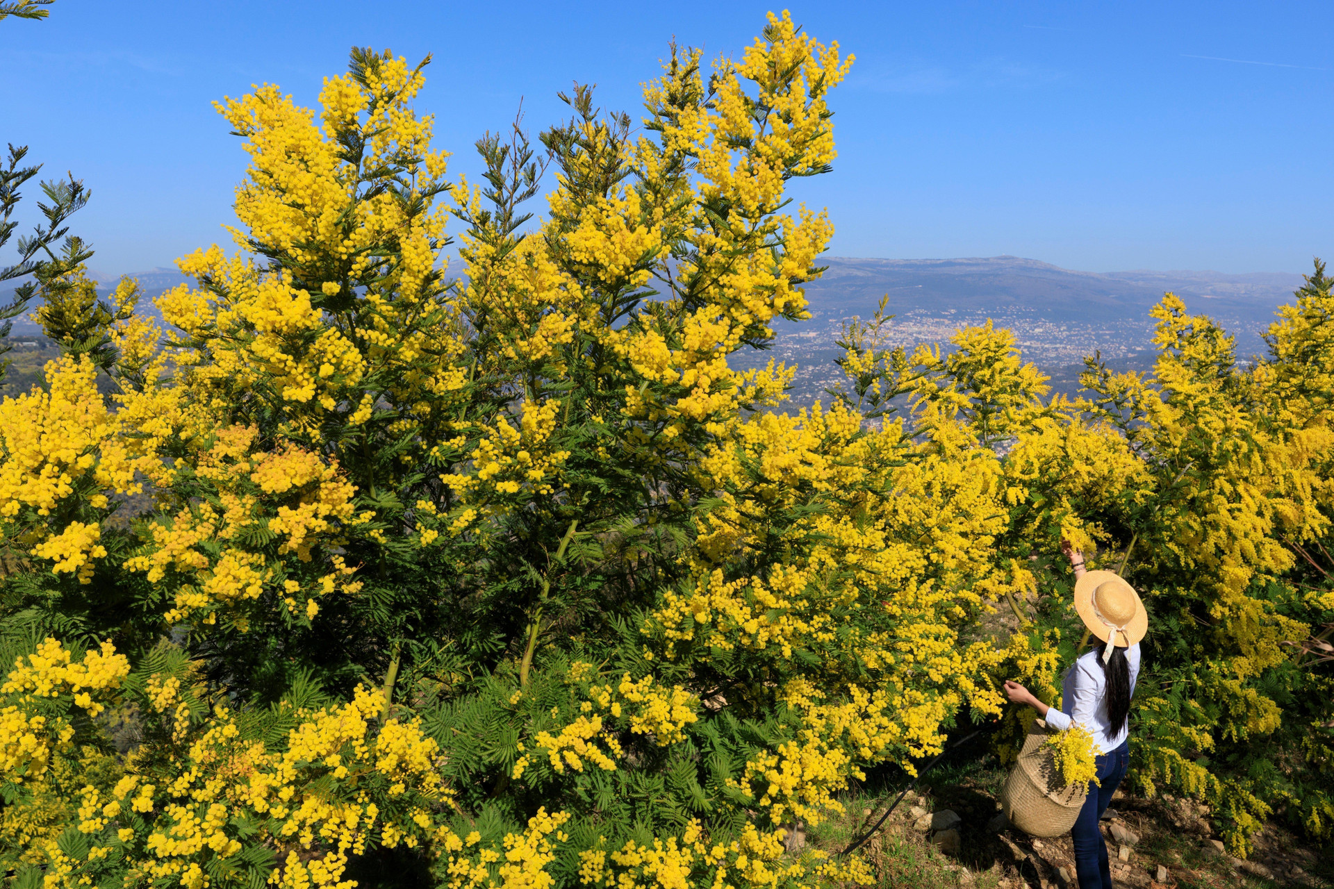Vista Exterior Staybridge Suites Cannes Centre