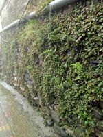 Alojamiento - Little View Homestay