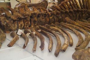 Actividad - Museo Paleontológico y Arqueológico + Valle de los Gigantes